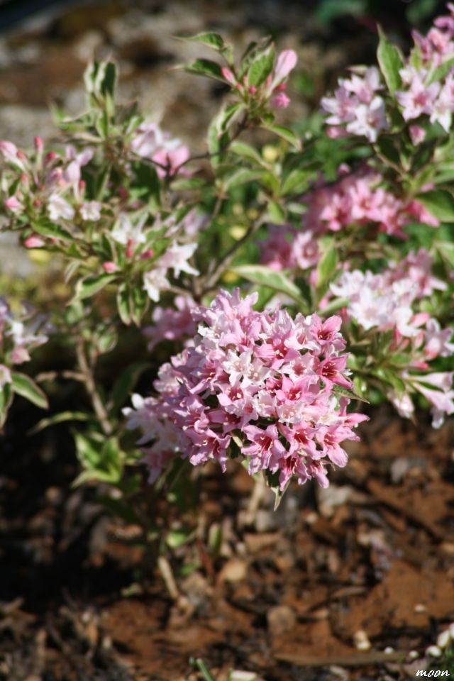 Weigela